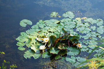 Blooming white water lilies on the water