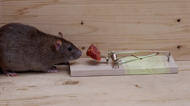 eine braune ratte (rattus norvegicus) sitzt vor einer rattenfalle, schnappt sich wurst, aber wird nicht gefangen, mehrere szenen