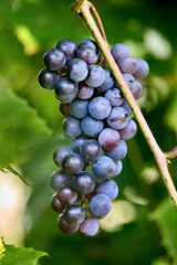 Black grape branch at farm, red vine selective focus. Red wine grapes branch with foliage. Vineyards at sunset. Grape harvest in fall, vineyard. Floral background vertical.