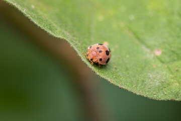 henosepilachna (lady bird ) on green leaf