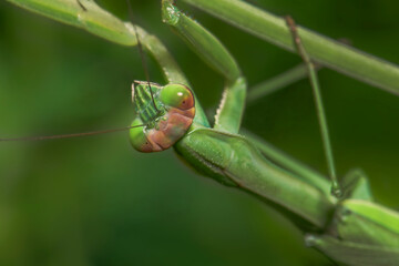 praying mantis on a leaf with green background