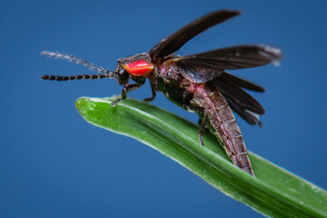 firefly on a leaf