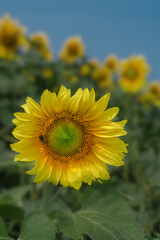 Fototapeta premium sunflower in the field
