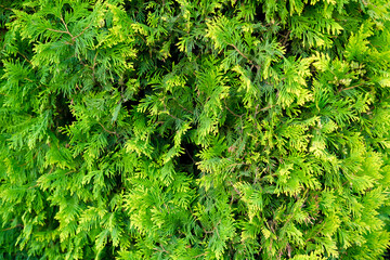 Versatile green fresh wall of boxwood bushes in an ornamental backyard garden