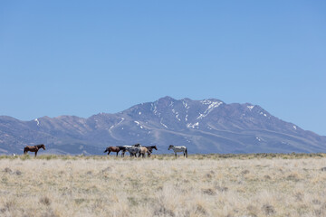 Wild Horses in Spring in the Utah Desert