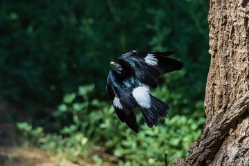 Acorn woodpeckers harvest acorns directly from oak trees and are famous for their habit of storing acorns for a later time