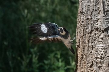 Acorn woodpeckers harvest acorns directly from oak trees and are famous for their habit of storing acorns for a later time