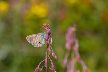 blue butterfly on pink flower with tassels, Phengaris rebeli	
