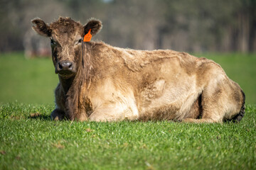 Speckled park, Murray grey, Angus cows and calf grazing on lush pasture. while they enjoy the sun...