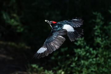 Acorn woodpeckers harvest acorns from oak trees and store them for the long winter