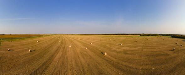 Fototapeta premium Aerial view of a large farm field with round bales of straw. Trees and a road surround the field. 