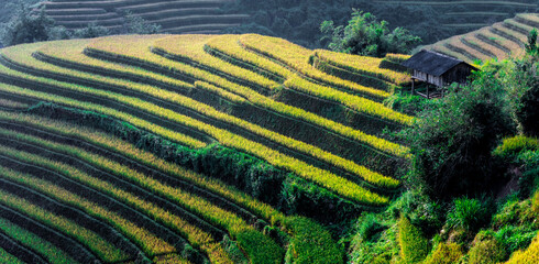 Landscape view of rice fields in Mu Cang Chai District, VIetnam
