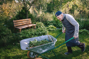 old man is working in the garden. A cheerful old gardener is driving a wheelbarrow with garbage