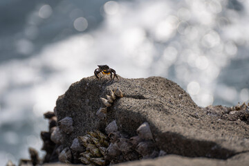 crab on the rock