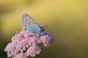 The large blue shaded on the Pimpinella flower (Phengaris nausithous) is a species of butterfly in the family Lycaenidae, Phengaris arion