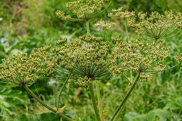 Close-up of a weed-a poisonous hogweed on a sunny summer day. A malicious weed grows along the road. Impenetrable thickets of hogweed