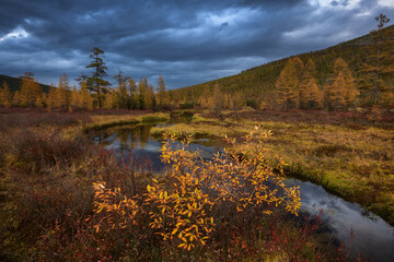 Yellow larches by the stream on a cloudy autumn evening