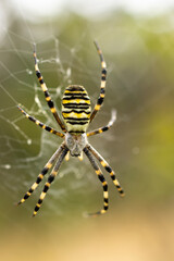 11.09.2021, GER, Bayern, Waischenfeld: Wespenspinne am Rand eines Feldes in der fränkischen Schweiz.