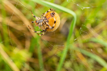 11.09.2021, GER, Bayern, Waischenfeld: Vierfleck-Kreuzspinne am Rand eines Feldes in der fränkischen Schweiz.
