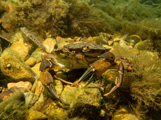 A close-up picture of a crab among seaweeds. Picture from The Sound, between Sweden and Denmark