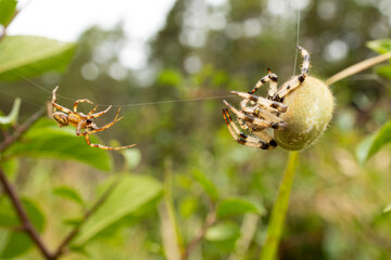 11.09.2021, GER, Bayern, Waischenfeld: Vierfleck-Kreuzspinne (Männchen und Weibchen) am Rand eines Feldes in der fränkischen Schweiz.