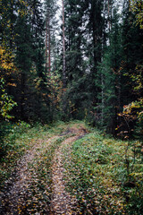 Forest road in a dense Russian autumn forest