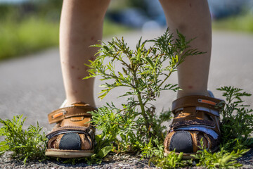 Green grass growing from the broken asphalt and a kid's legs, full of mosquitoes bites, tread the...