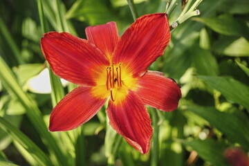 Fototapeta premium Macro photo of daylily - Hemerocallis 'Pardon Me'