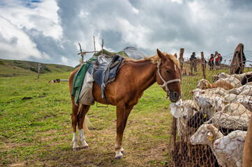 Obraz premium horses in the field