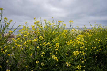 Obraz premium A green bush with yellow flowers. Dramatic sky