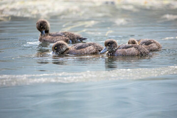 Fototapeta premium 11.09.2021, GER, Bayern, Waischenfeld: Küken der Reiherente schwimmen auf dem Fluss Wiesent in der fränkischen Schweiz.