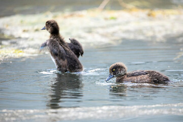 Reiherente; Aythya fuligula, Küken; Ornithologie; Ente; Vögel; Vogel; Tierwelt; Fauna; Tiere; Wasservögel; Wasservogel; fränkische Schweiz; Fluss; Wiesent; Franken; Bayern