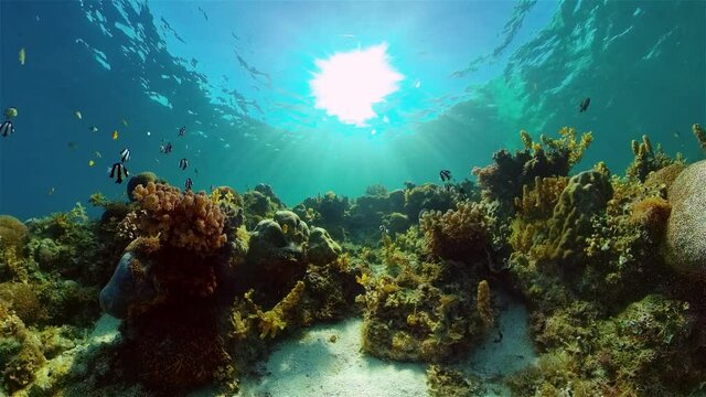 Reef Marine Underwater Scene. Tropical underwater sea fish. Philippines.