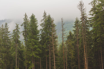Foggy, summer forest with tall trees in the High Tatras Mountains	