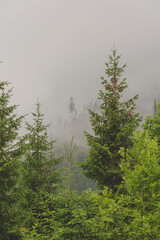 Foggy, summer forest with tall trees in the High Tatras Mountains	