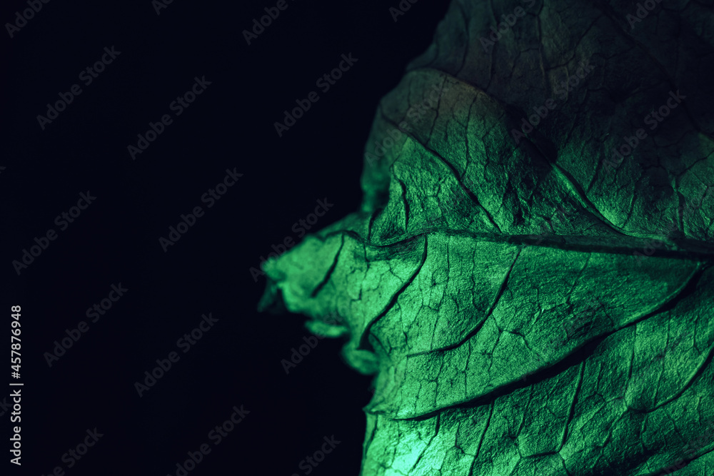 Aufkleber Close up Beautiful abstraction  leaf texture in green neon light. Minimalism retro style concept. Background pattern for design. Macro photography view.