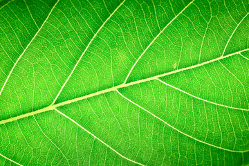 Extreme close up background texture of backlit green leaf veins, Texture of leaf as background.        