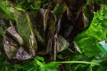 Natural green background. Lettuce leaves and other greens. Healthy food.
