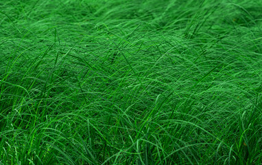 green natural background - thickets of marsh grass