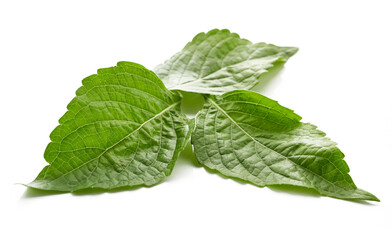 fresh indian tree basil leaves or Ocimum gratissimum isolated on white background with clipping path. leaf, leaves, cutout             