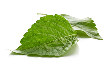 fresh indian tree basil leaves or Ocimum gratissimum isolated on white background with clipping path. leaf, leaves, cutout             