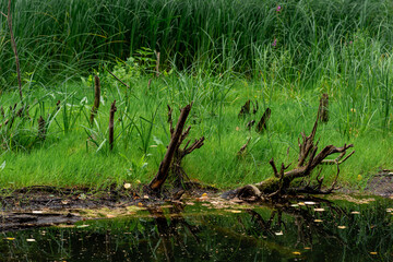 bog shore with grass and snags