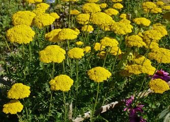 Muskat-Schafgarbe, Leberbalsam-Schafgarbe, Achillea ageratum, serrated yarrow © JRG
