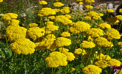 Muskat-Schafgarbe, Leberbalsam-Schafgarbe, Achillea ageratum, serrated yarrow, sweet Nancy