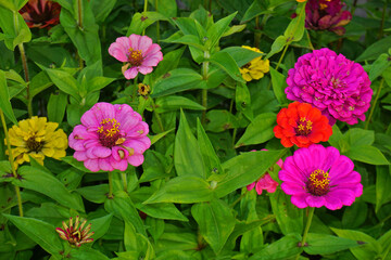 Zinnien, Zinnia, Daisy, garden zinnia