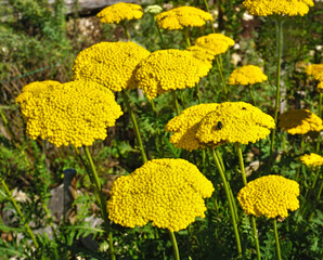 Muskat-Schafgarbe, Leberbalsam-Schafgarbe, Achillea ageratum, serrated yarrow, sweet Nancy © JRG