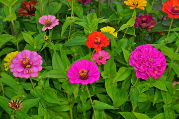 Zinnien, Zinnia, Daisy, garden zinnia