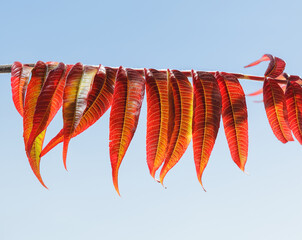 Red autumn leaves in row