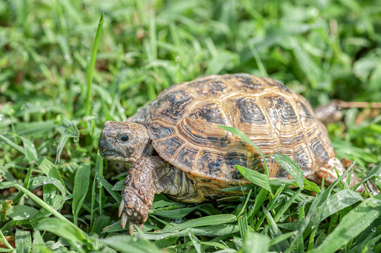Close-up of a cute turtle on a sunny day in the grass crawls