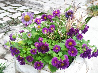 ÇARKIFELEK ÇİÇEĞİ